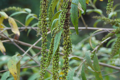 Buddleja asiatica